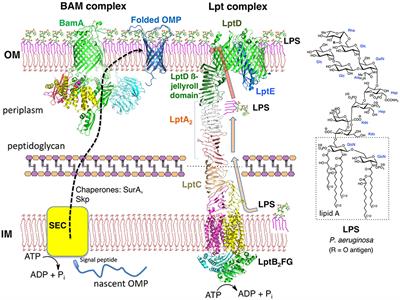 Folded Synthetic Peptides and Other Molecules Targeting Outer Membrane Protein Complexes in Gram-Negative Bacteria